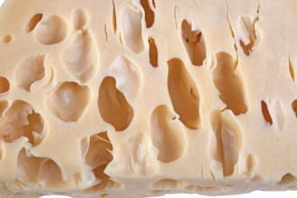 Cheese background with holes on white