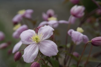 Flowering clematis, clematis, garden, insect pasture, bee pasture, flower, blossom, Schwäbisch