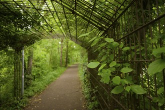 Walkway with leaf-covered pergola in spring, meadow, Kocher valley, Kocher, Schwäbisch Hall,