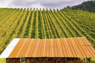 Shed for firewood harvested for the winter. Rows of vineyards on the hills of the Rhine. The wine