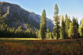 The most beautiful glade in Yosemite national park on a sunset