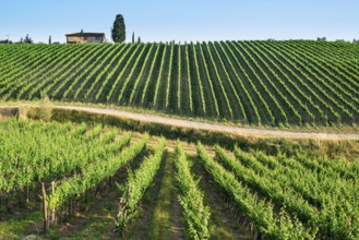 Vineyards in Tuscany. Farm house