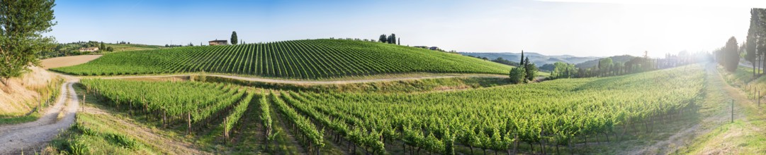 Vineyards in Tuscany. Farm house.Panoramic view