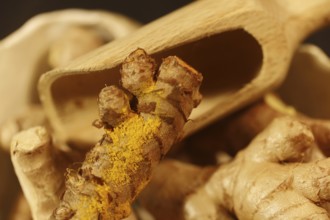 Ginger Roots on a dark background