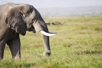 Elephants in Amboseli National Park, Kenya