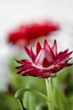 Red cultivar of Xerochrysum bracteatum, Bracteantha bracteata, strawflower, paper daisy, closeup of