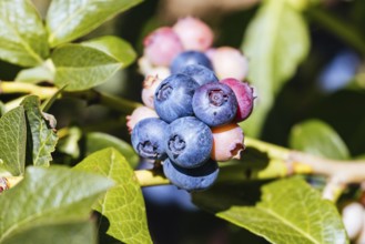 Organic blueberries ripening on a hot summer's day in Stanley, Victoria, Australia
