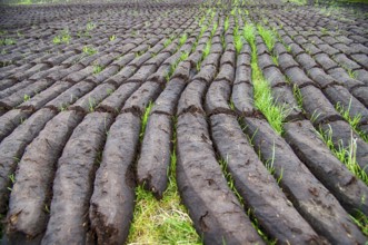 Peat extraction in East Frisia