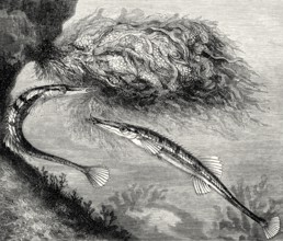 Sea stickleback, Spinachia spinachia, depiction from the 19th century