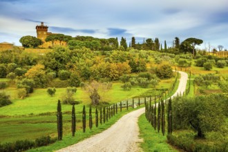 Winding dirt road rises to the farm. Olive trees on green grassy meadows. Rural tourism. Cozy