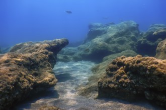 Sea Life Underwater Rocks Sunlight, Underwater Life