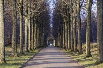 A tree alley in the park at Fredensborg Palace in Denmark