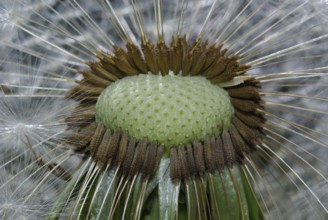 Withered dandelion flower with its parasols