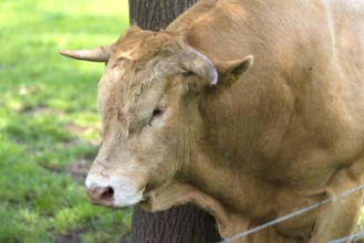 Very muscular limousine bull in a dutch meadow