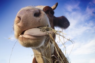 Photo shoot of a portrait of a cow having a hay meal