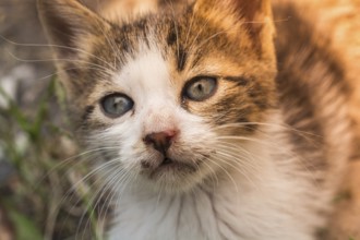 Pictures of the Lovely cat as domestic animal in view