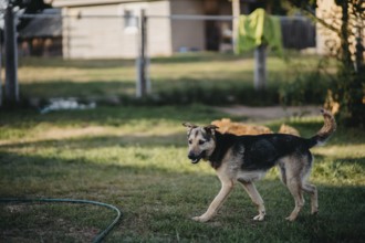 A dog walks across a grassy field, looking alert and curious