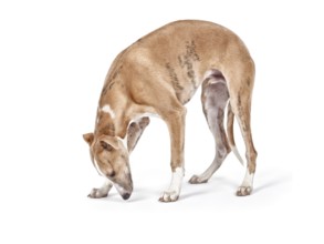 An image of a beautiful whippet dog on white background