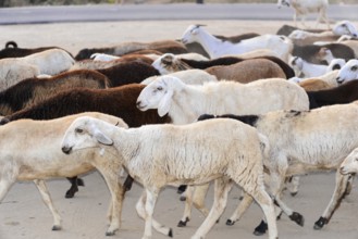 Flock of sheep, Mysore. South India, India, Flock of sheep walking on a sandy road in rural area,