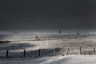 Winter walk with dog, Wesertal, Weser Uplands, Weserbergland, Hesse, Germany