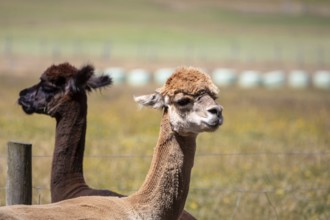 An image of an Alpaca animal in New Zealand