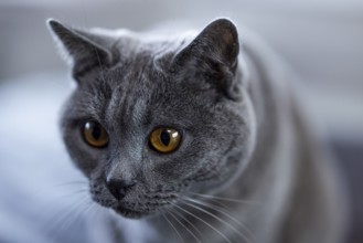 Grey cat, Carthusian cat, close-up with serious expression and yellow eyes, Cologne, North