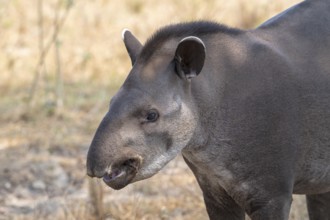 Lowland tapir (Tapirus terrestris), animal portrait, Pantanal, inland, wetland, UNESCO Biosphere