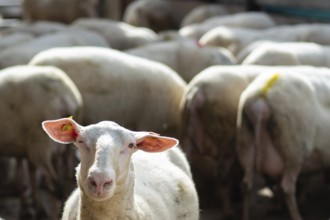 Situation on a milk producing farm in Switzerland. A flock of sheep standing close together. A