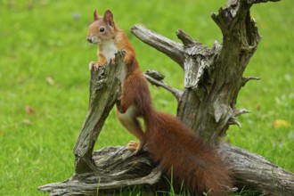 Squirrel leaning on tree root in green grass standing left looking