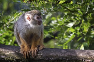 Common squirrel monkey (Saimiri sciureus) on tree in the nature