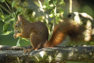Squirrel holding nut in hands standing on tree trunk looking left