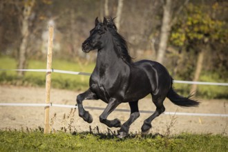 Frisian gelding in the pasture in autumn