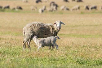 Sheep and Lamb Livestock on a Farm