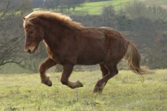 Chestnut coloured Icelander at a gallop