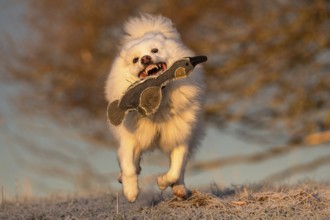 A walk on a cold winter morning