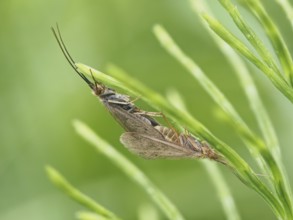 Moth mating, close-up with focus stacking, rats, Styria, Austria