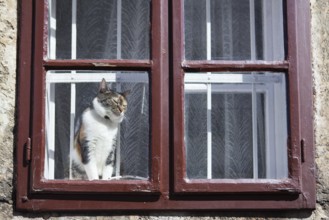Cat looking outside through the red window