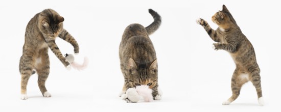 Collection of many different cat behaviors placed on white background. She-cat is a crossbreed of
