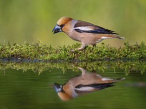 A hawfinch (Coccothraustes coccothraustes), Tiszaalp-r, Kiskuns-gi National Park, B-cs-Kiskun,