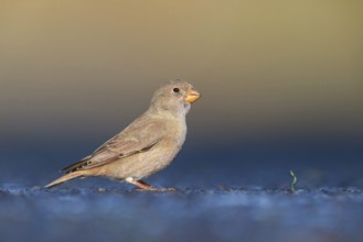 Trumpeter finch (Bucanetes githagineus), Fuerteventura, Canary Islands / Canary Islands, Spain