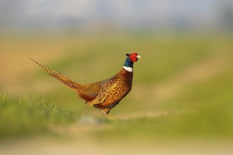 Pheasant (Phasianus colchicus), Faisan de Colchide, Faisan de chasse, Faisán Vulgar, Tiszaalpár,