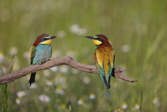 Bee-eater, (Merops apiaster), pair, perch, Tiszaalpár, Kiskunsági National Park, Bács-Kiskun,