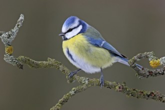 Blue Tit, Cyanistes Caeruleus) on perch, Battenberg, Rhineland-Palatinate, Germany