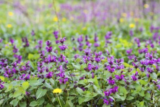 Glade mit blühenden Frühling Kräutern lila tot-nettle und Löwenzahn. Raum kopieren