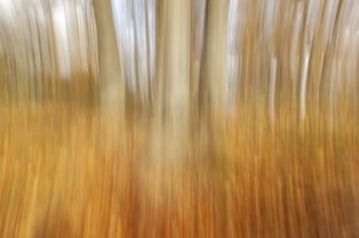 Forest landscape in autumn with defocused effect. France