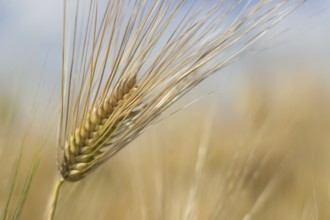 Golden ears of wheat in summer on the field. Wheat Background
