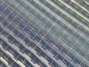 Hothouse in Chailly-en-Biere, Seine-et-Marne, Ile-de-France, France