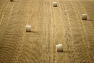 A harvested and mown grain field with rolls of straw