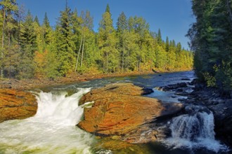 The mountain river with the transparent water, current among woods