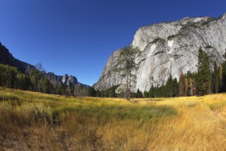 Magnificent glade with a yellow grass in valley Yosemite park. October, early morning
